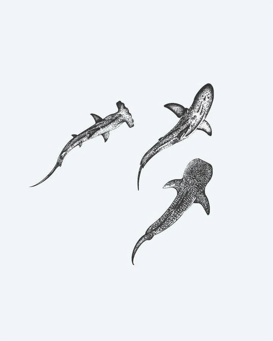 Tatuaje semi-permanente Tres Tiburones diseño de INKON – ilustración de trío, tiburones, dotwork, tiburón martillo, arrecife, 4 x 4 in (9x9cm), disponible en inkon.co